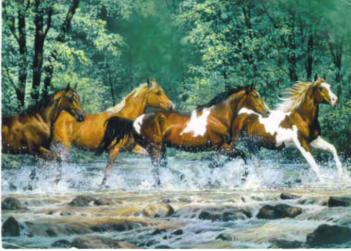 horses