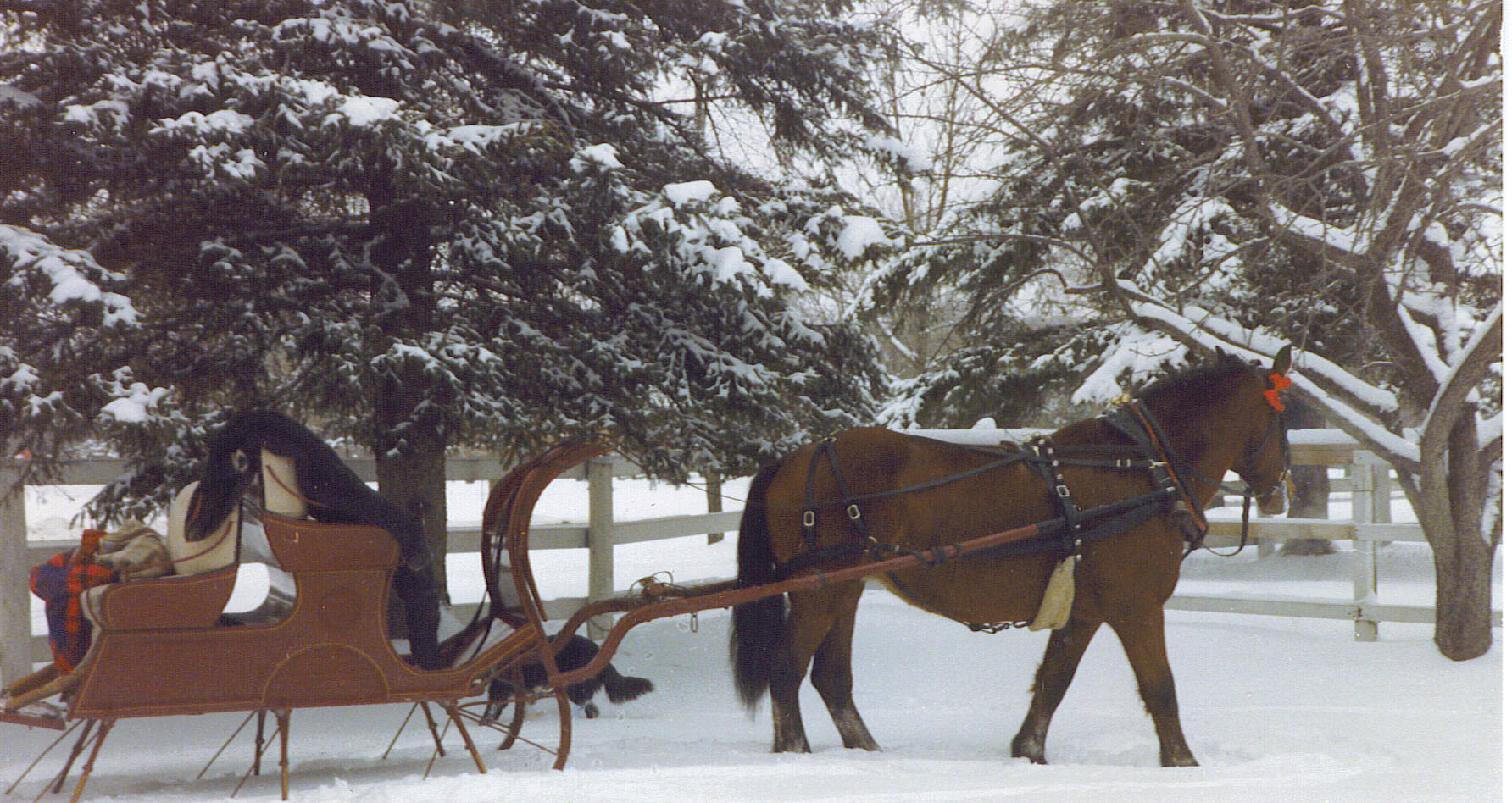 wicker sleigh & daisy